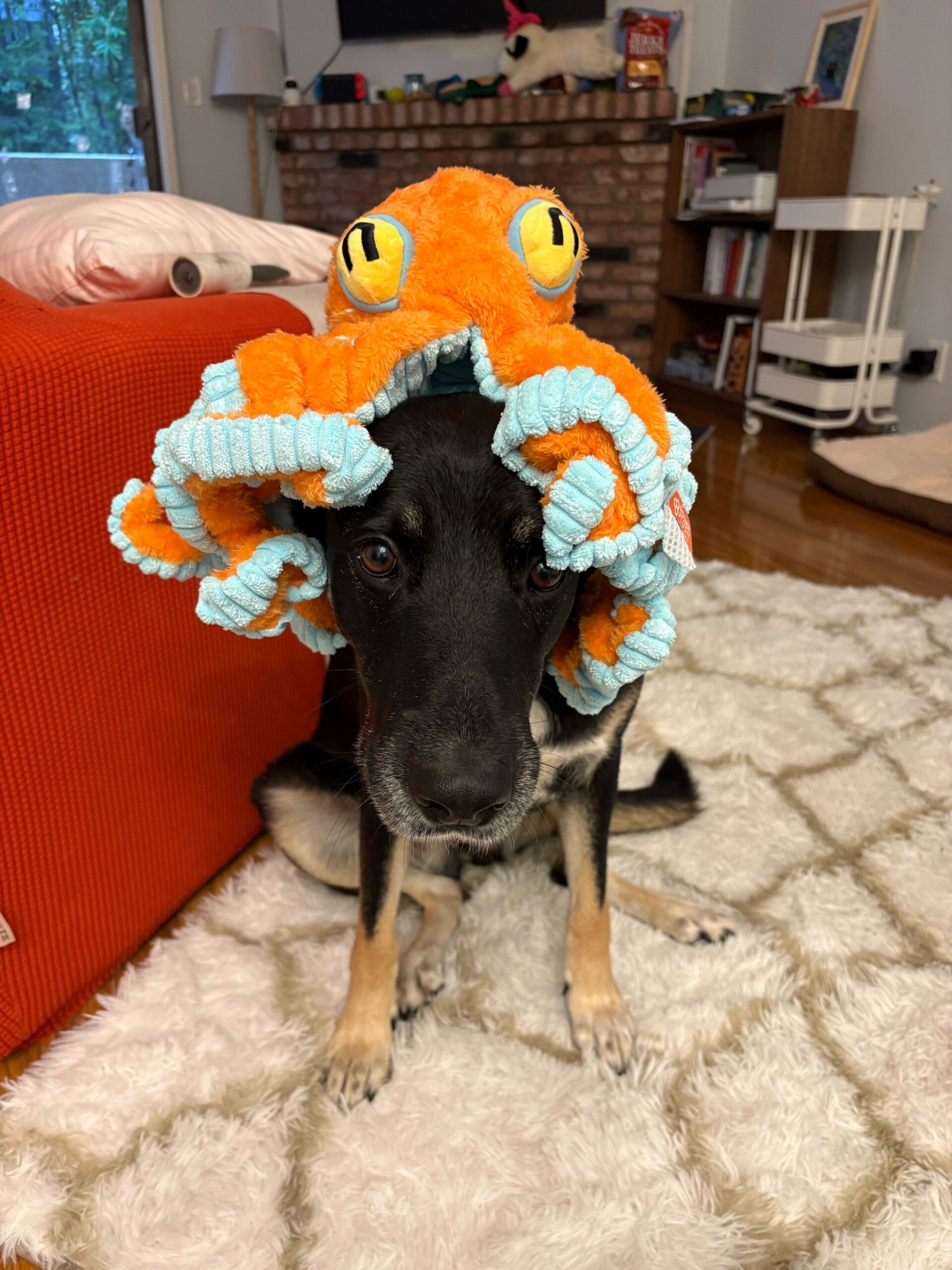 CANDY Lab pet