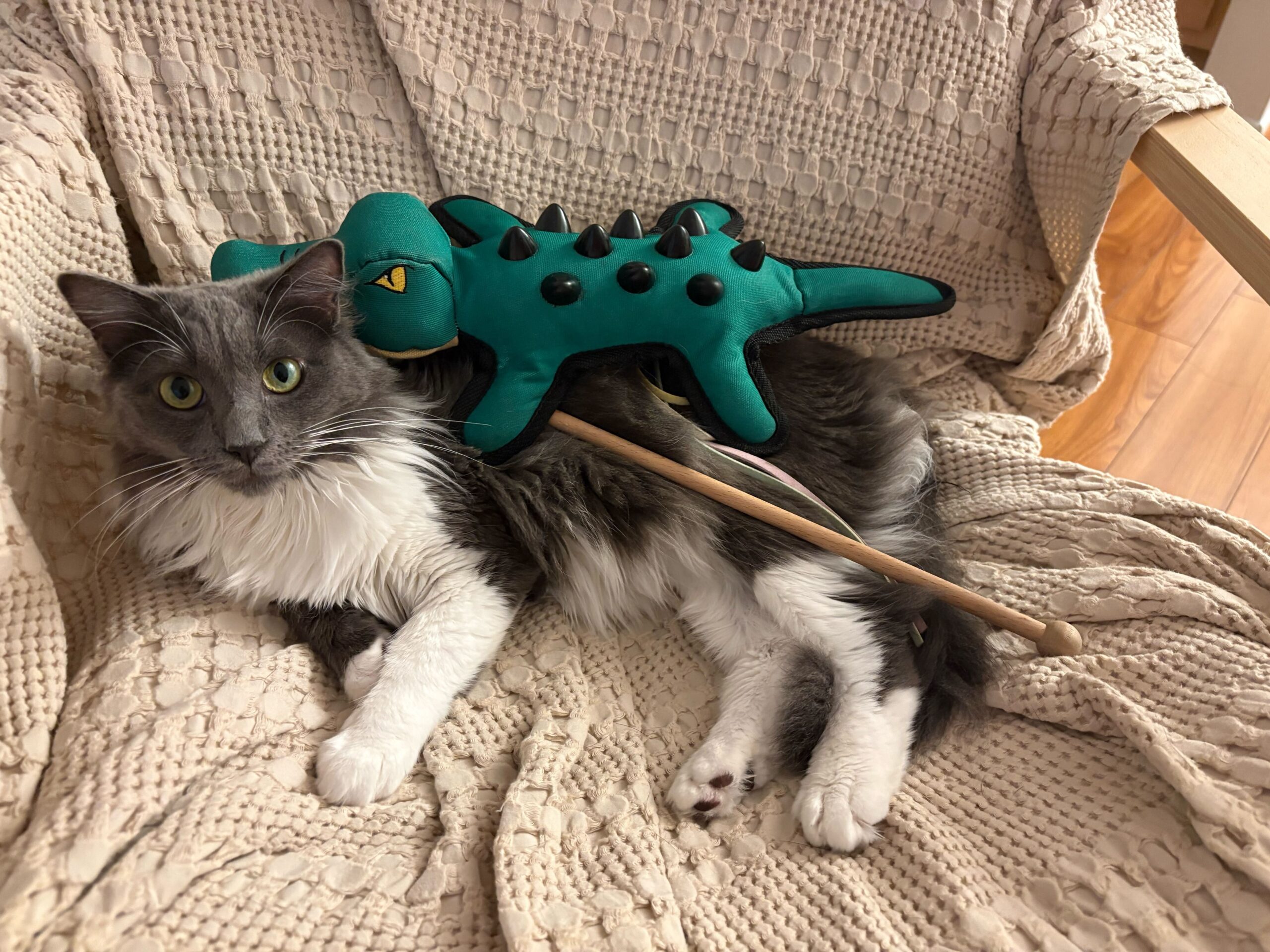 CANDY Lab pet